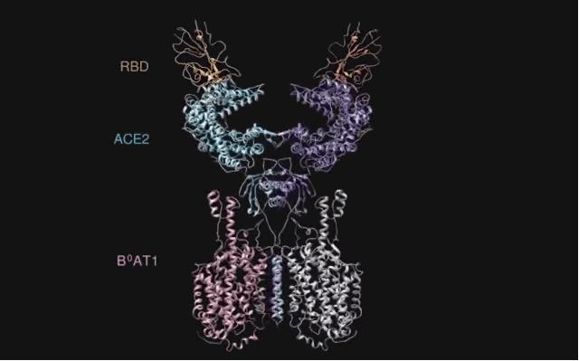 疫苗的来袭 (疫苗进度赛跑)