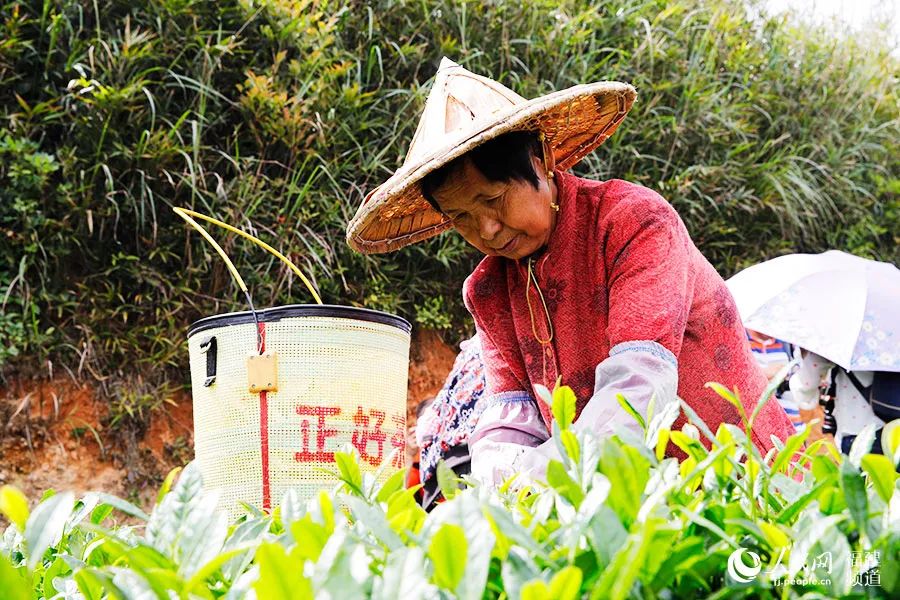 快看！满山“绿色金子”