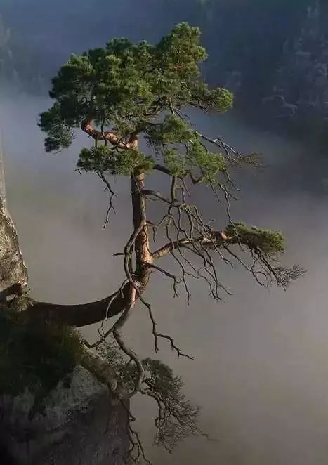 30缸一棵莫斯树造景,莫斯树和丹麦红玫瑰造景