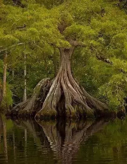30缸一棵莫斯树造景,莫斯树和丹麦红玫瑰造景
