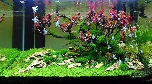 30缸一棵莫斯树造景,莫斯树和丹麦红玫瑰造景