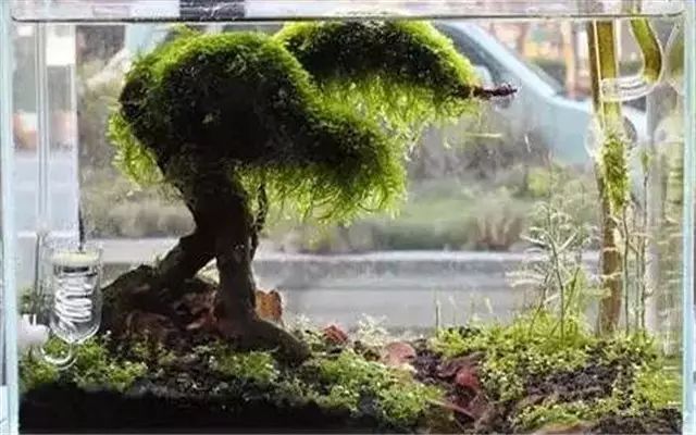 30缸一棵莫斯树造景,莫斯树和丹麦红玫瑰造景