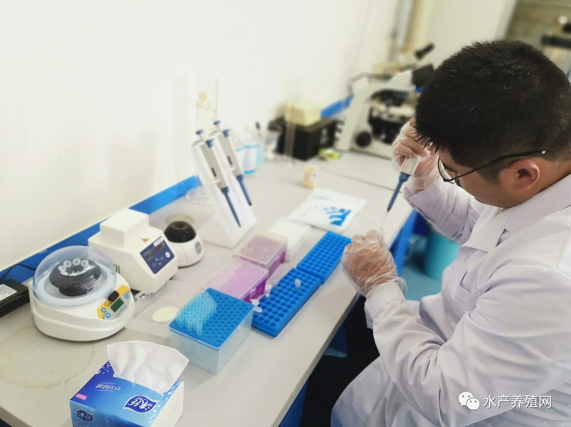 对虾养殖2020,对虾养殖技术最新