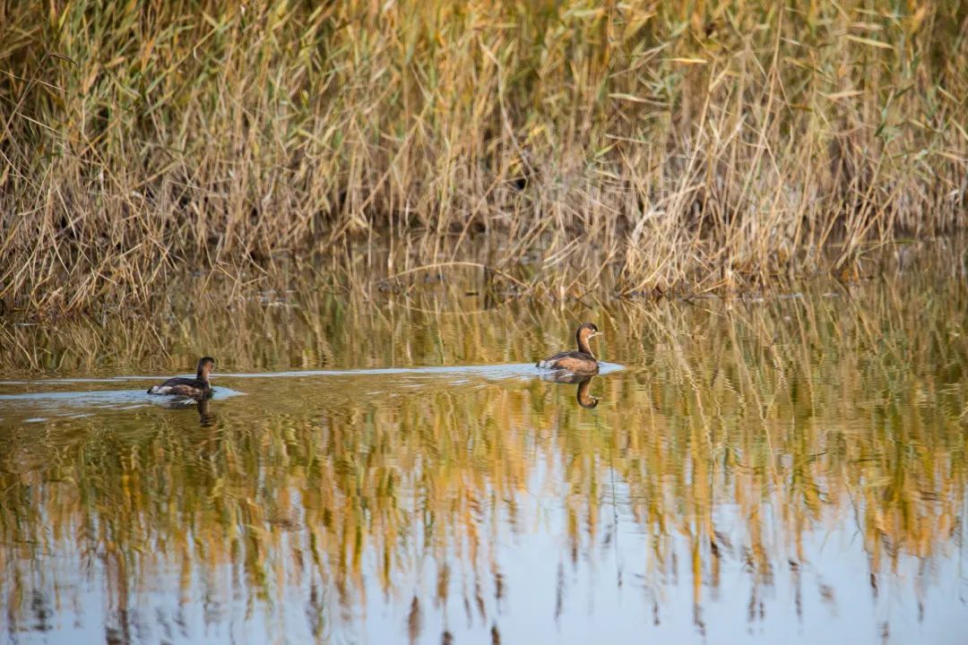 福利|“书香园林生态文化系列讲堂”线上开讲，聊聊五一在北京的野外怎么玩