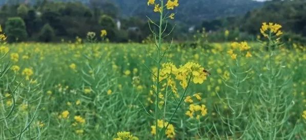 从燕园到家乡丨一种相思，两处*光春**