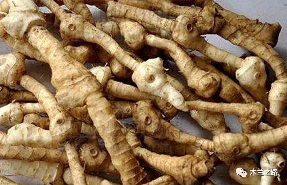 黄精复合酵素,黄精酵素原液的功效与作用