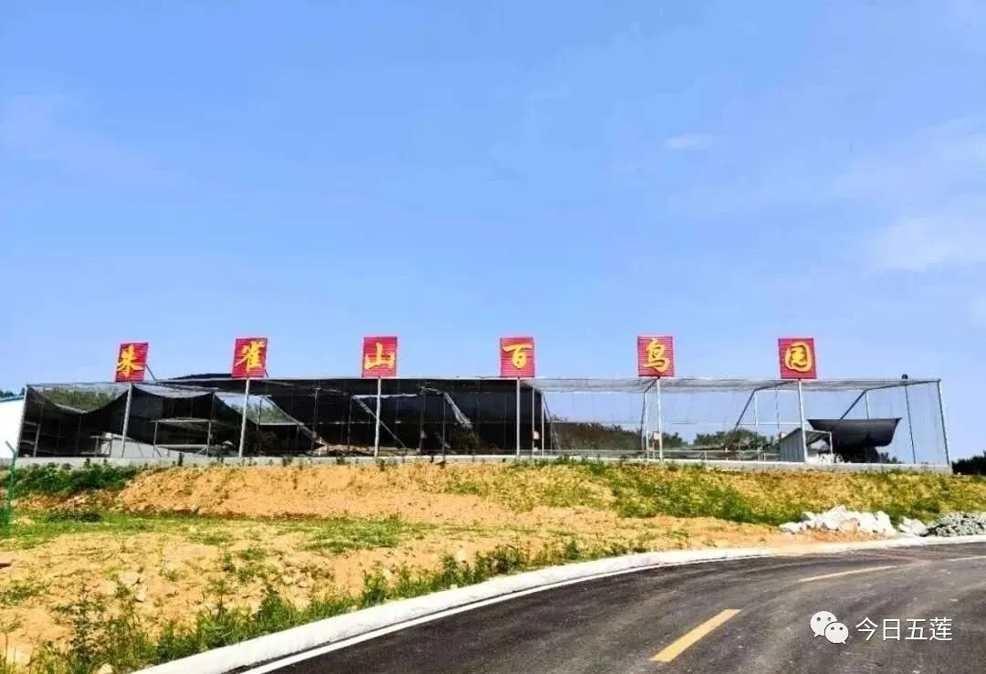 樱桃熟了五一好去处,采摘樱桃好去处五莲