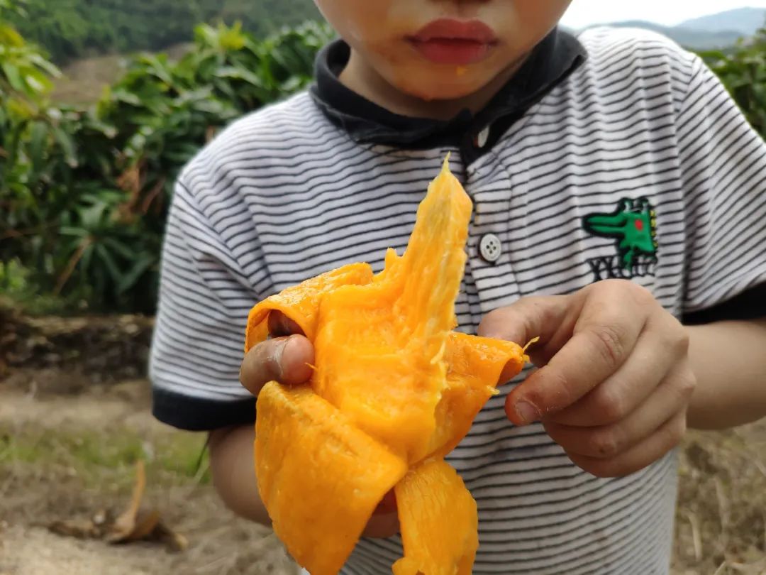 小台农贵妃芒哪个口感好,小台芒香甜滑嫩甜而不腻