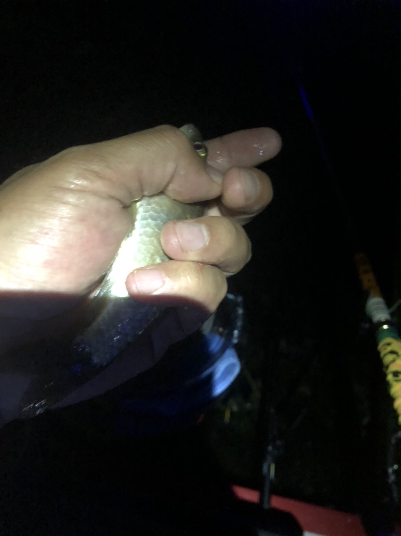 漫天遍野风飘絮，上庄夜钓耍银鲫