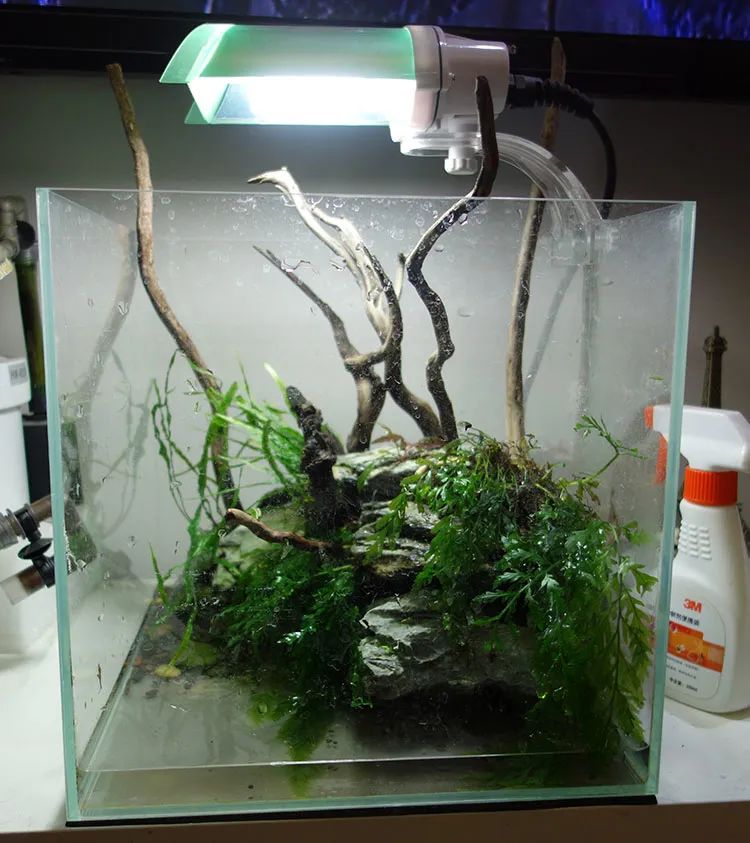 为了宝宝出掉草缸，最后还是耐不住寂寞啊