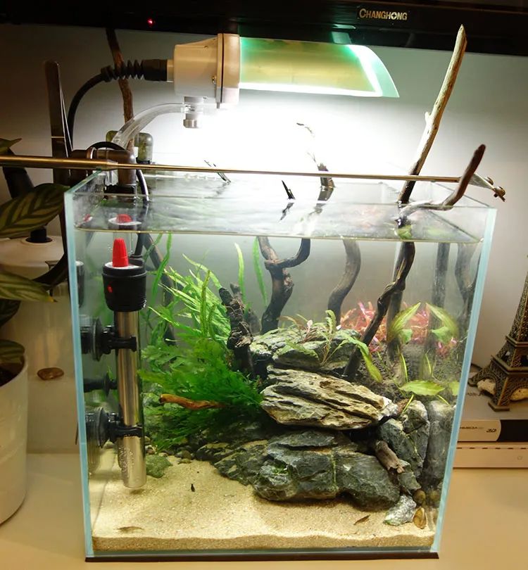 为了宝宝出掉草缸，最后还是耐不住寂寞啊