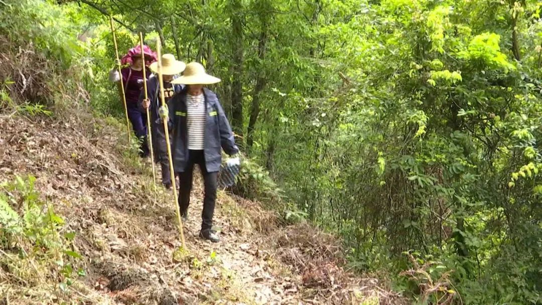 仙人茶每斤多少钱,多祝仙人茶价格