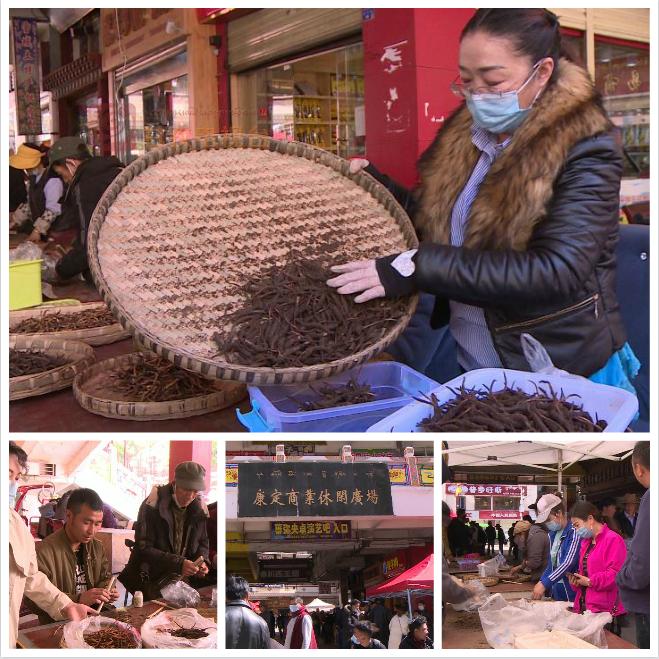 野生新虫草上市,新鲜货虫草