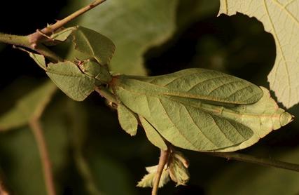 揭开令人厌恶的面纱,它们竟是治愈系的小精灵