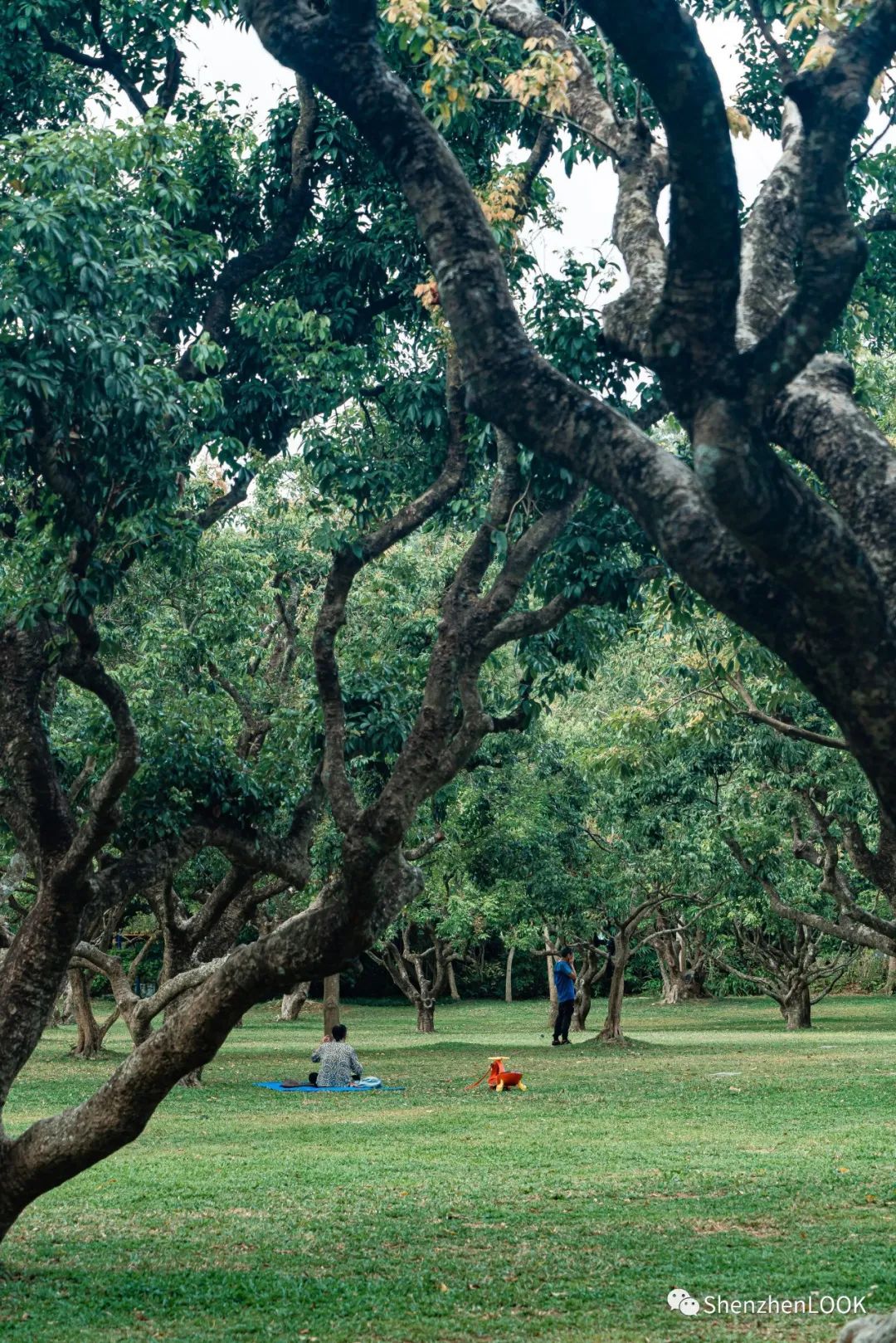 look这是什么牌子的包包,严浩翔说look这是tnt什么舞台