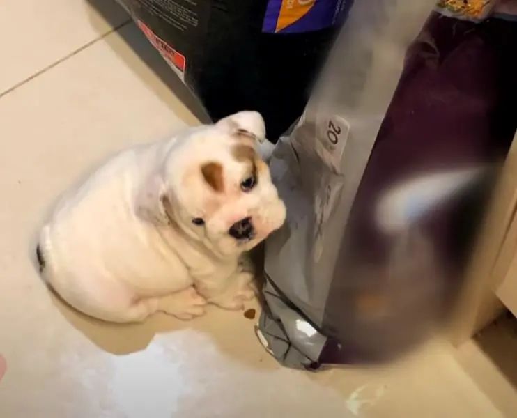 小奶狗怎么越吃越瘦是什么原因,小奶狗太瘦如何快速长胖