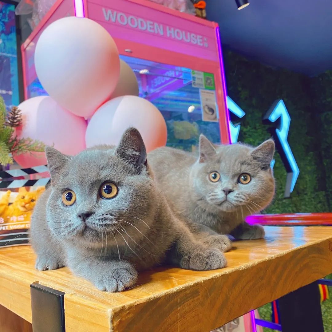 网友吸猫撸狗,吸猫撸狗的地方