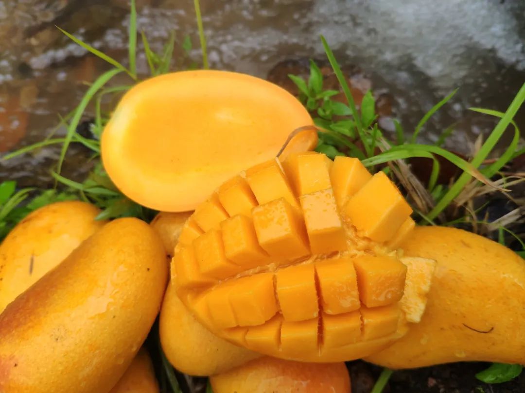 小台农贵妃芒哪个口感好,小台芒香甜滑嫩甜而不腻