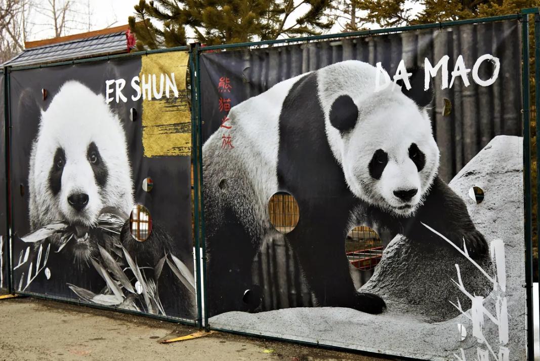 吃不到新鲜竹子的大熊猫提前回国,吃不到新鲜竹子