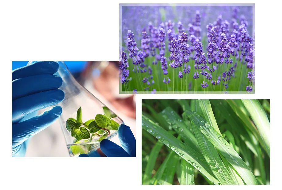 喷花露水驱蚊止痒,黄圣依代言的保湿防晒喷雾