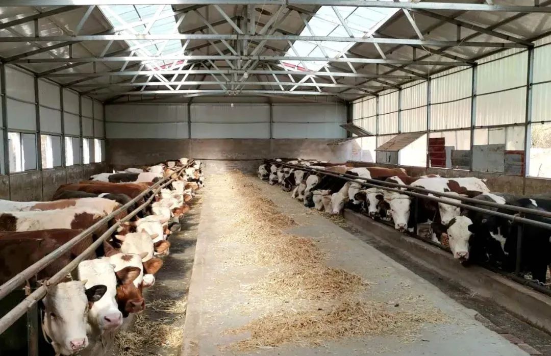 基层党建引领三农,基层党建先锋村