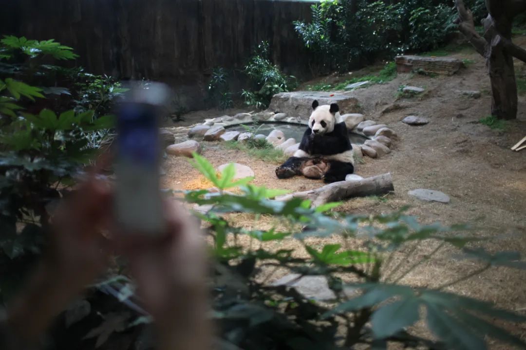 久违的香港海洋公园,最近香港海洋公园