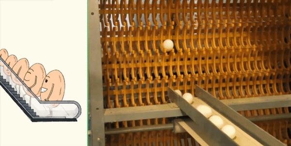 超市的鸡蛋上为什么没有屎,超市鸡蛋表面有屎好还是没有屎好