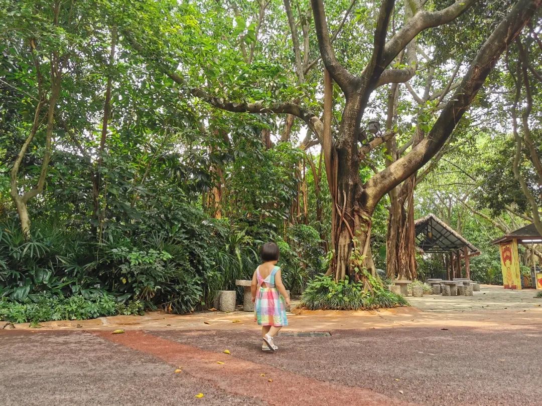 最新广州长隆野生动物园南门攻略,广州长隆动物园的白虎简介