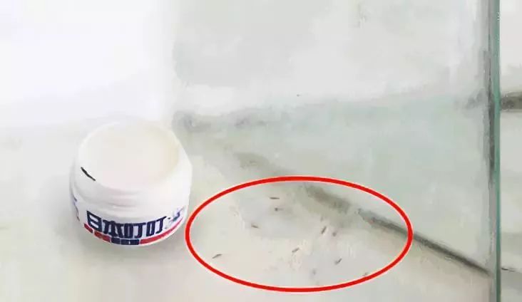 日本变态灭蚊神器,日本蚊虫叮咬止痒膏红皮