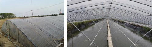 虾稻混养最佳方案,虾混养成功案例