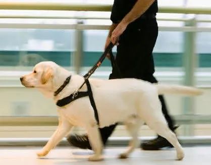 能摸别人的导盲犬吗,导盲犬碰见了能不能摸