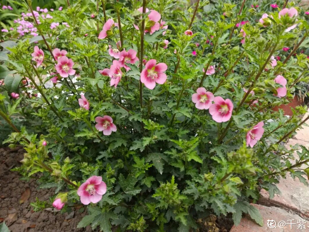 绿道科普展,绿道科普看初夏街头满目芳菲