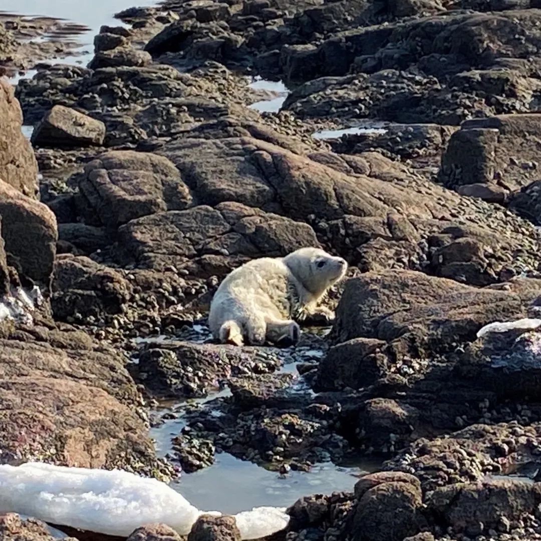 这样的鸟兽胖友圈，你见过吗？