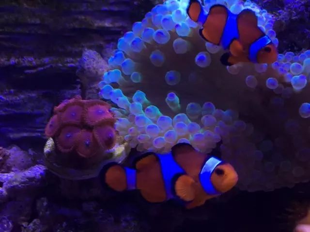 新手适合养哪种海缸,最简单的小海缸开缸教程新手入门