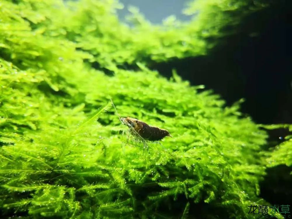 草缸1.2米生命之树造景,草缸造景60厘米大师作品