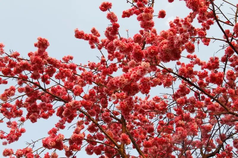 无声云南师范大学,母校云南师范大学