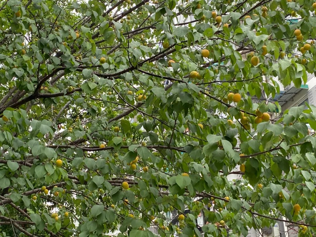 浙江一小区里随处可见的这东西,店里卖到15.8元一斤!居民随便捡