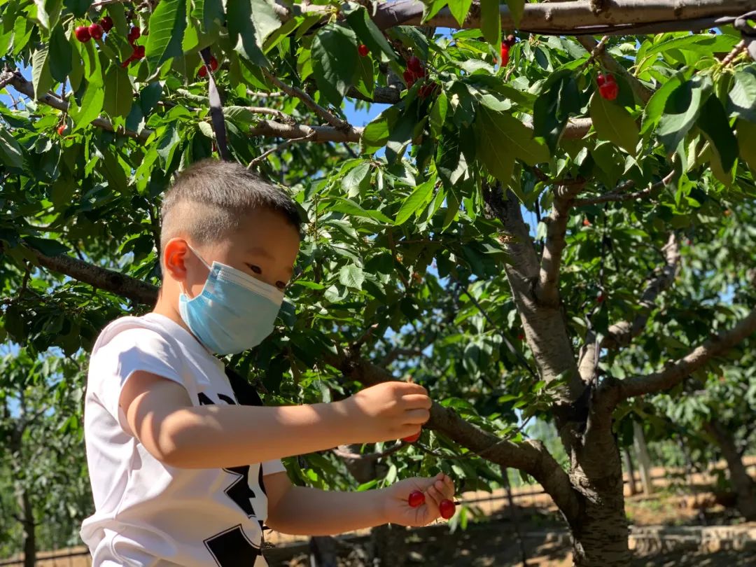 昌平樱桃采摘视频,昌平兴寿樱桃采摘价格