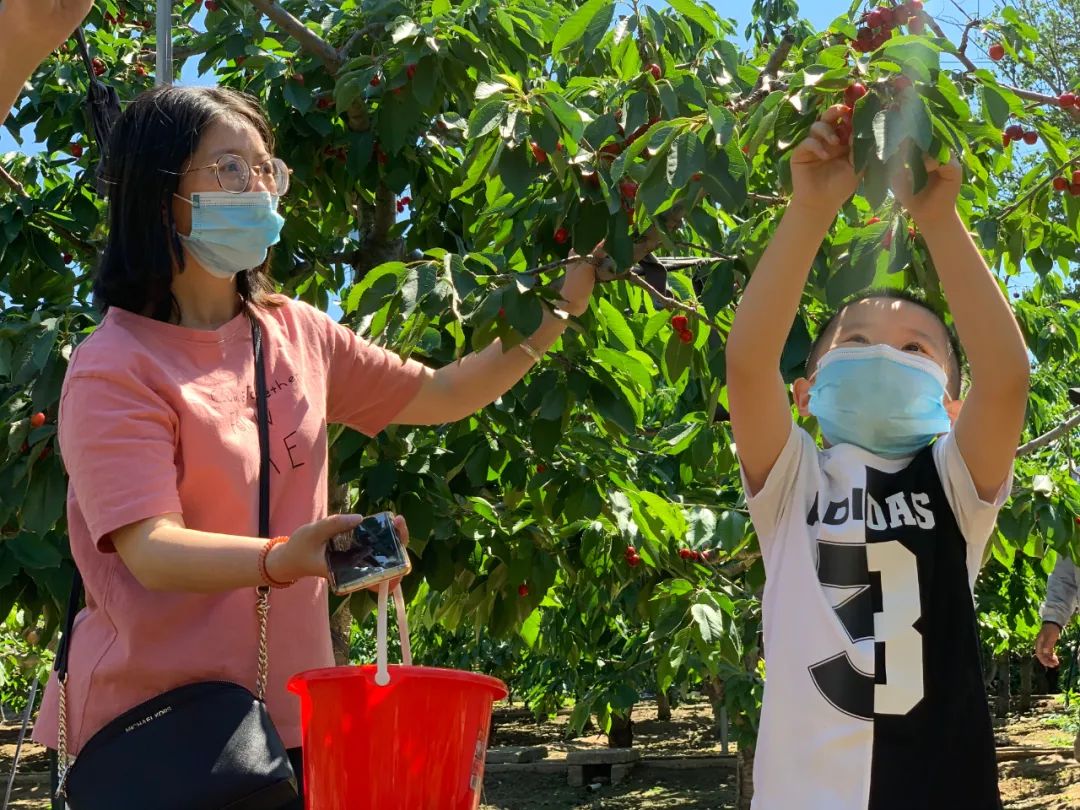 昌平樱桃采摘视频,昌平兴寿樱桃采摘价格