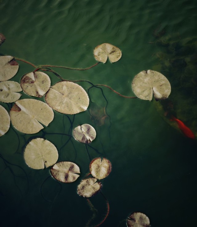 淮阳的荷花真美,又到了赏荷花的季节家门口的美景
