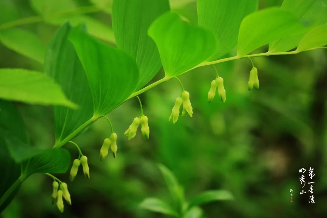 栖霞山玉竹树图片,栖霞山植物百科