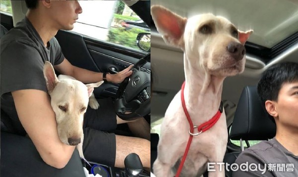 流浪萨摩耶蜕变,流浪萨摩耶全部视频