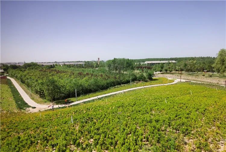 再造子午岭,再造一个子午岭有效吗