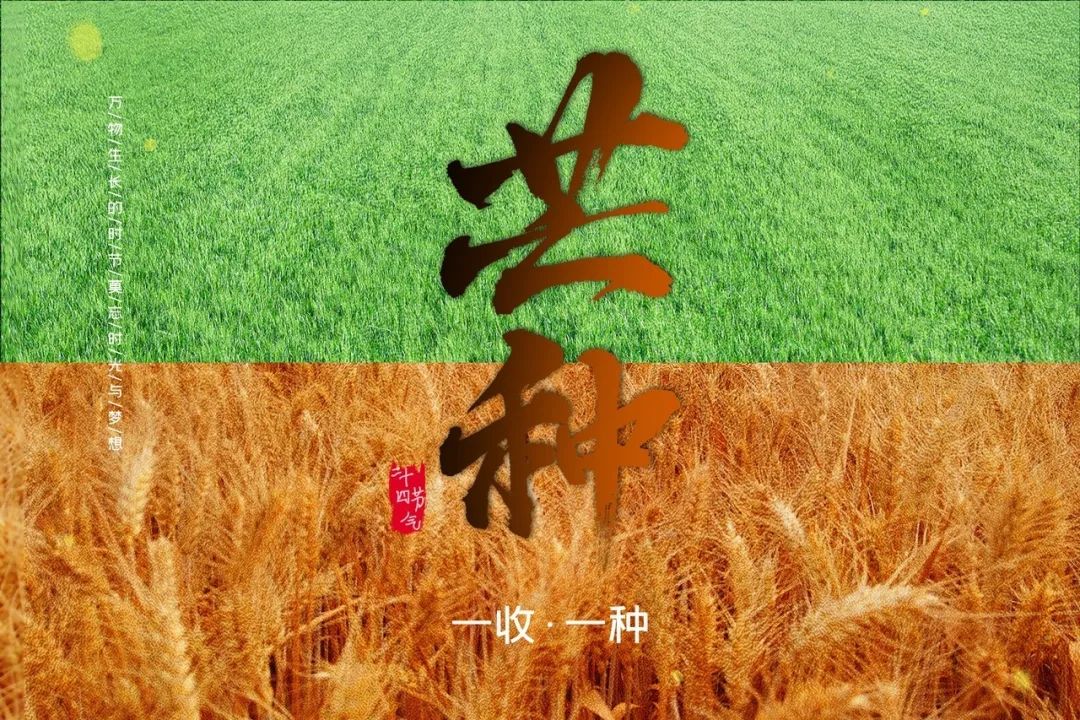 芒种收获幸福种下希望,芒种播下希望的种子