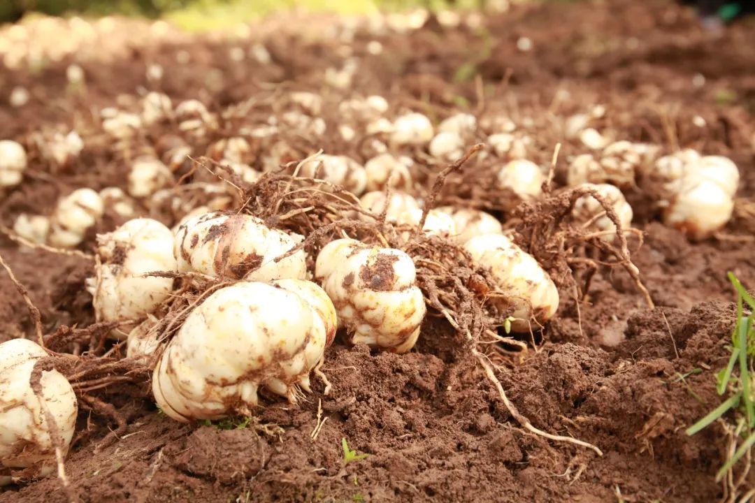 喉咙干痒咳嗽吃梨有效果吗,咳嗽有痰喉咙痒最快的方法润肺
