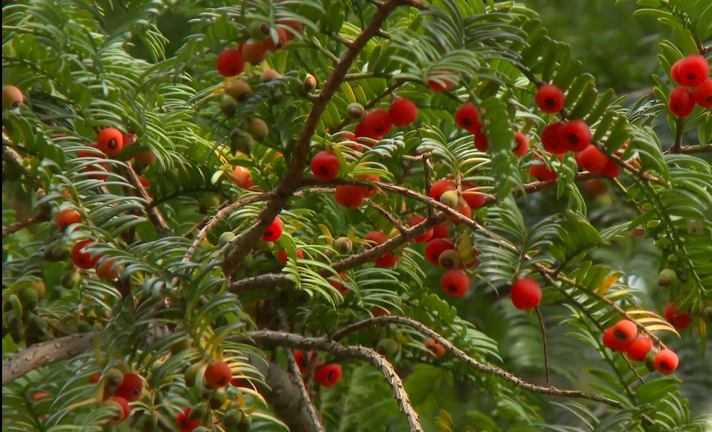 「爱问」爱上“红豆杉”