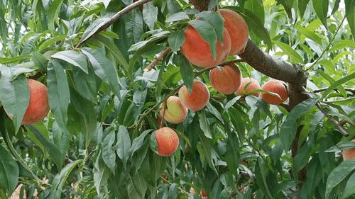 拼团|嫩得掐的出水的“蜜桃臀”，白里透红，一咬就爆汁！每一口都是满满少女心