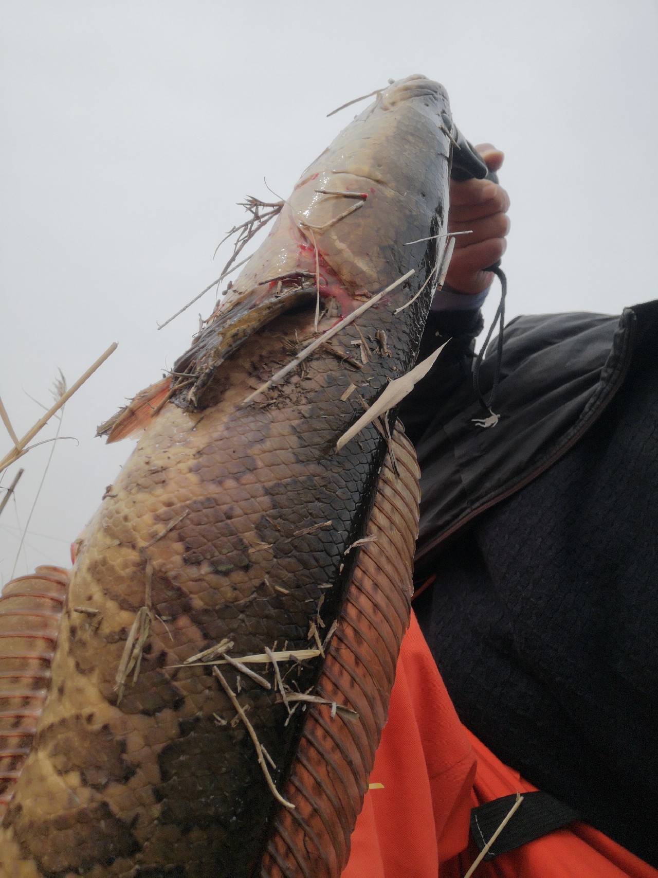 路亚怎么打黑的,路亚打黑怎样打