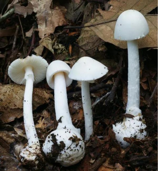 湖南最新蘑菇中毒事件,湖南毒蘑菇事件