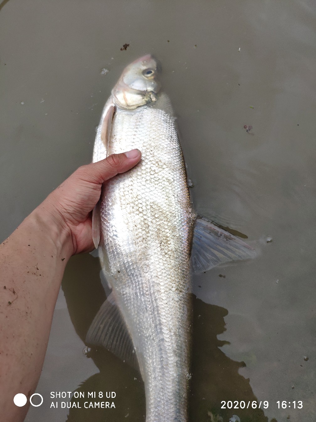 钓翘嘴亮片的挂法,亮片操作手法技巧